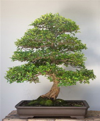 بونسای نارون